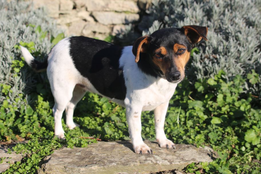 Romy la chienne d'Isabelle